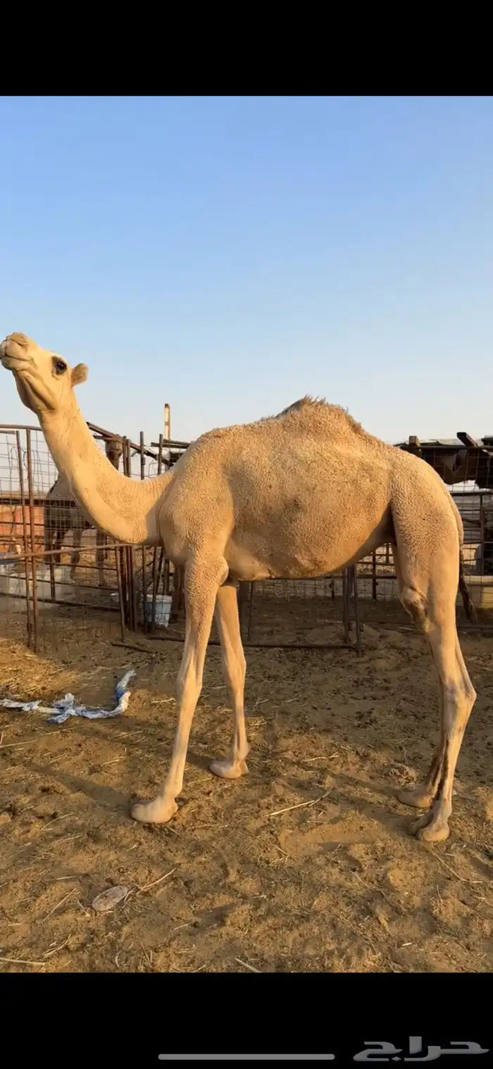 بكره حقه الي بيقني ولا بيذبح طيبه 4