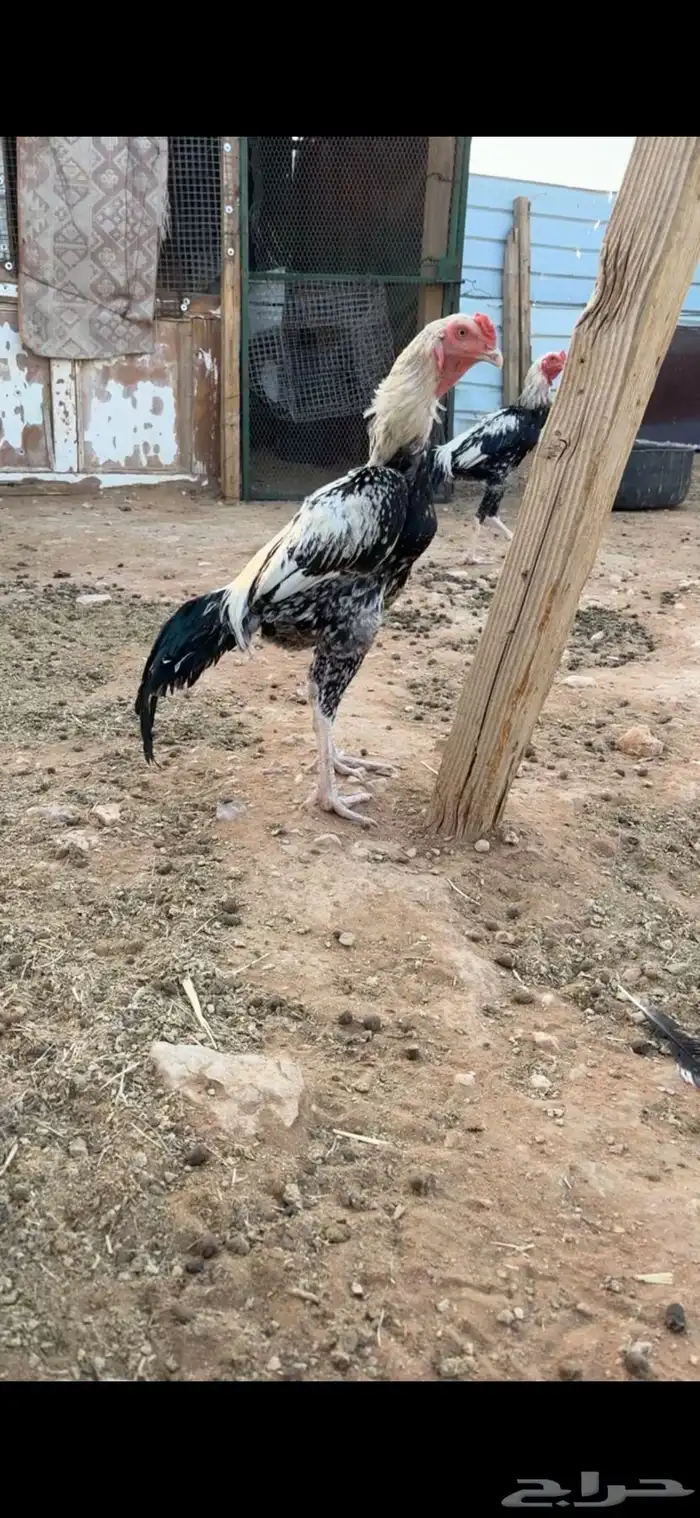 ديك شامو 1