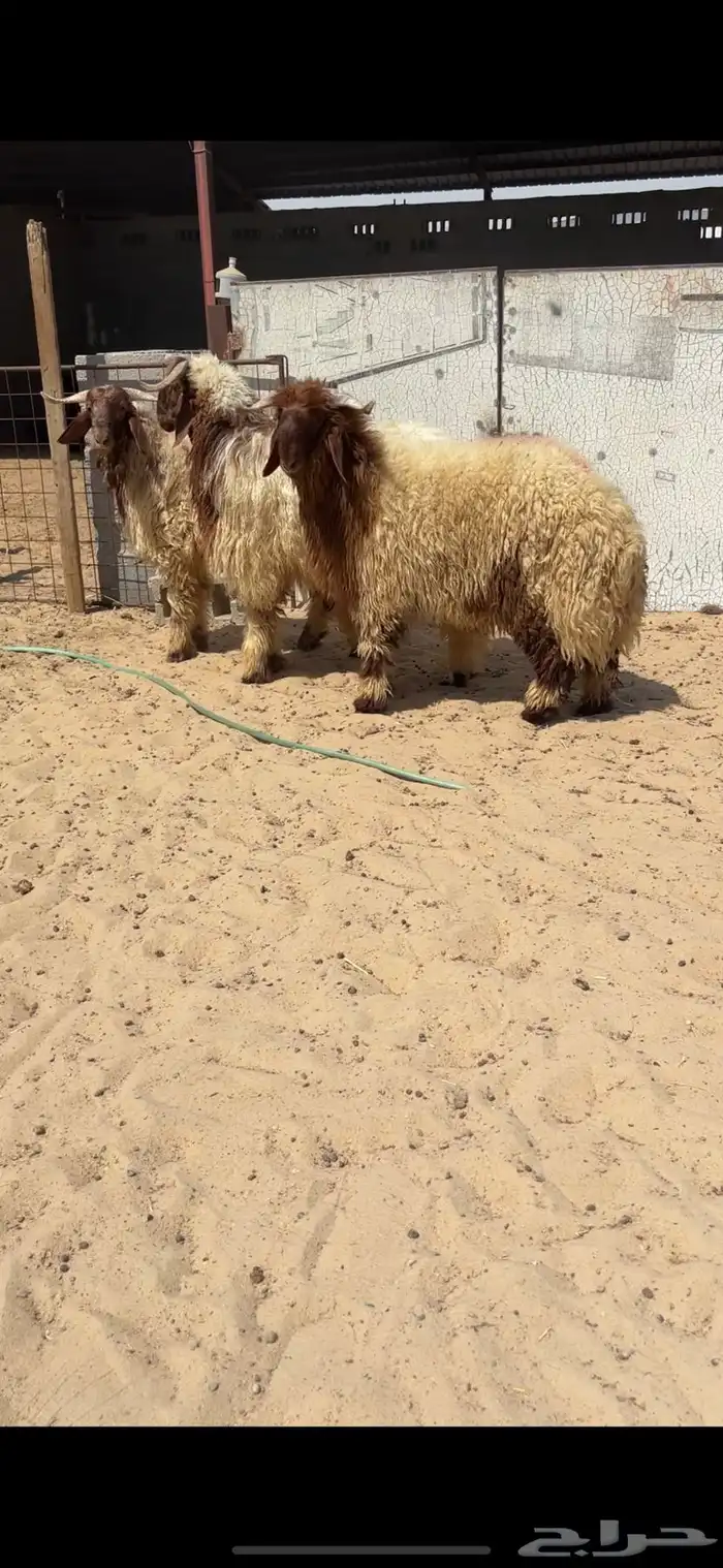 جذعان نعيم بلدي 1