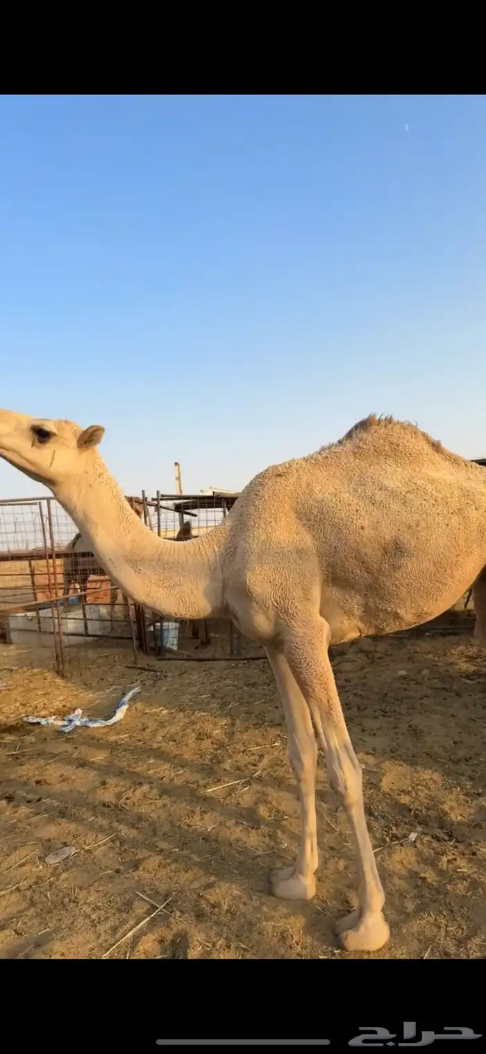 بكره حقه الي بيقني ولا بيذبح طيبه 1