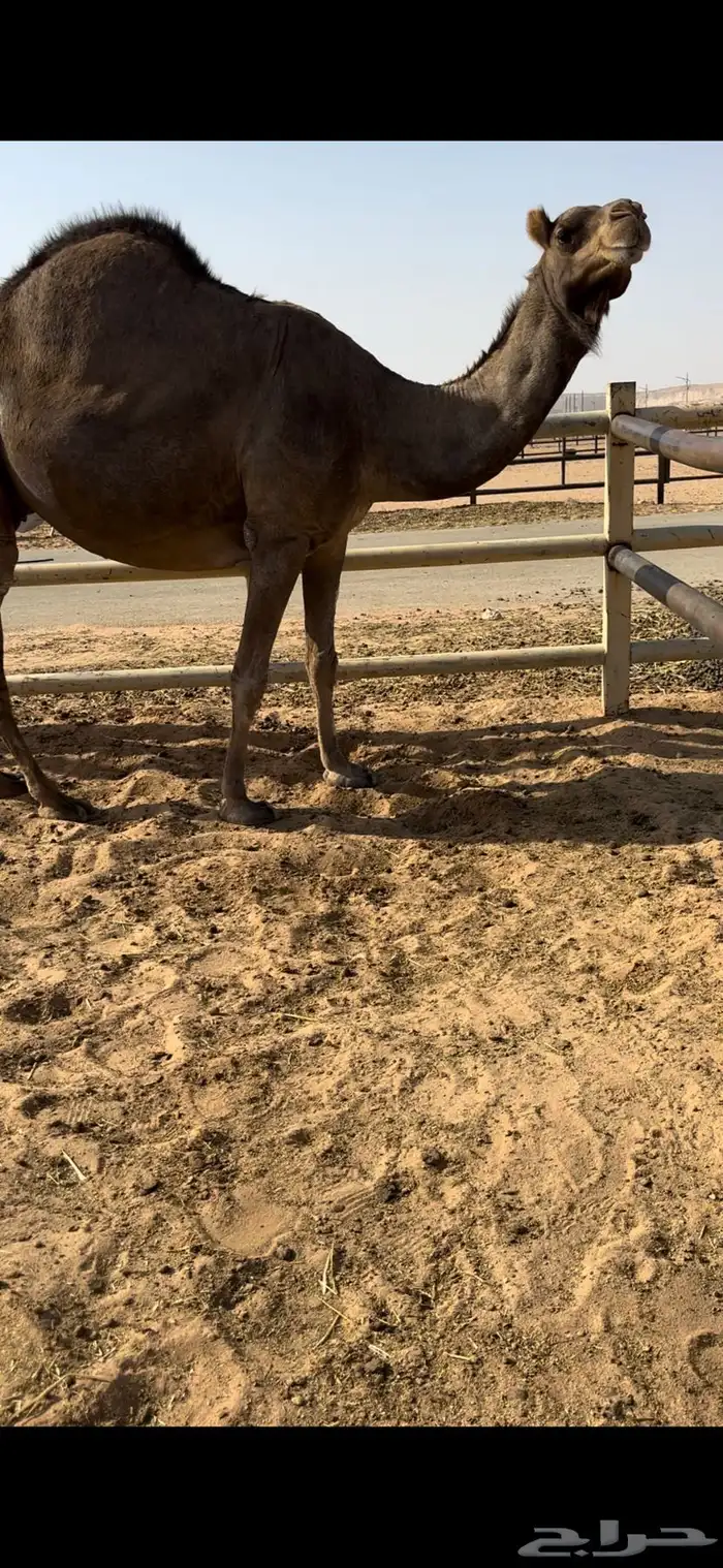 للبيع لقحه ساحليه 2