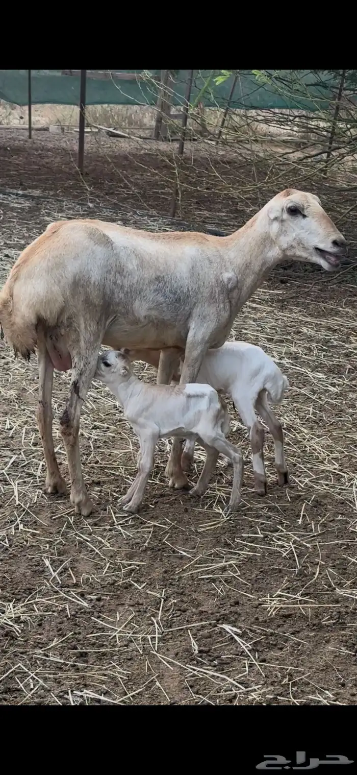 ثنيه تحتها توم 0