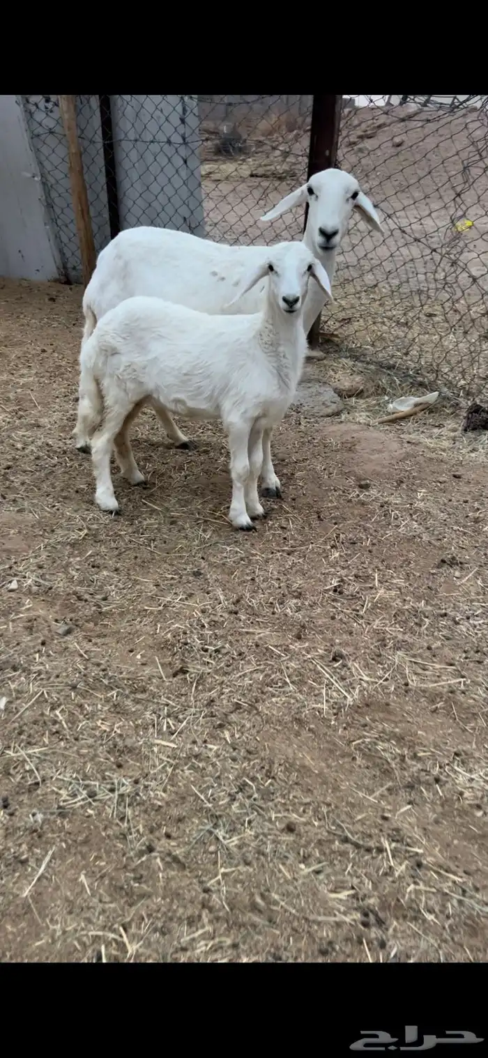 ثنيه تحتها رخل ذبيحه ودافع ورايم وديدها سليم(( تم البيع )) 0