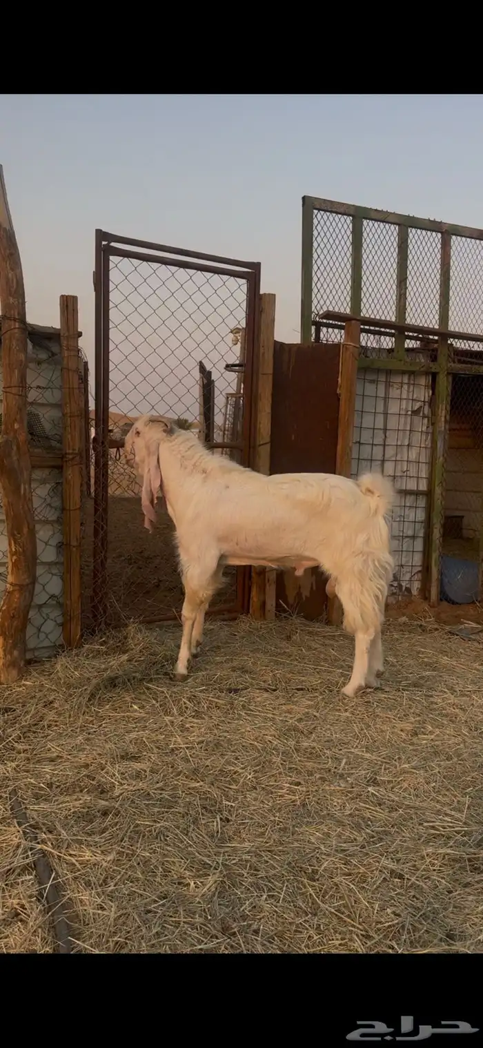 فحل مراح طيبه كفو 3
