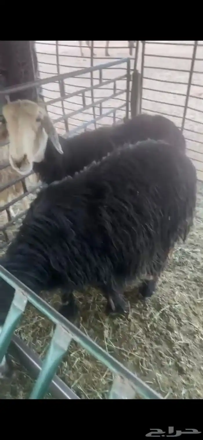 للبيع حيل تامات شبب فل الفل شحم ورخل جذعه فل الفل شحم وشرط 4