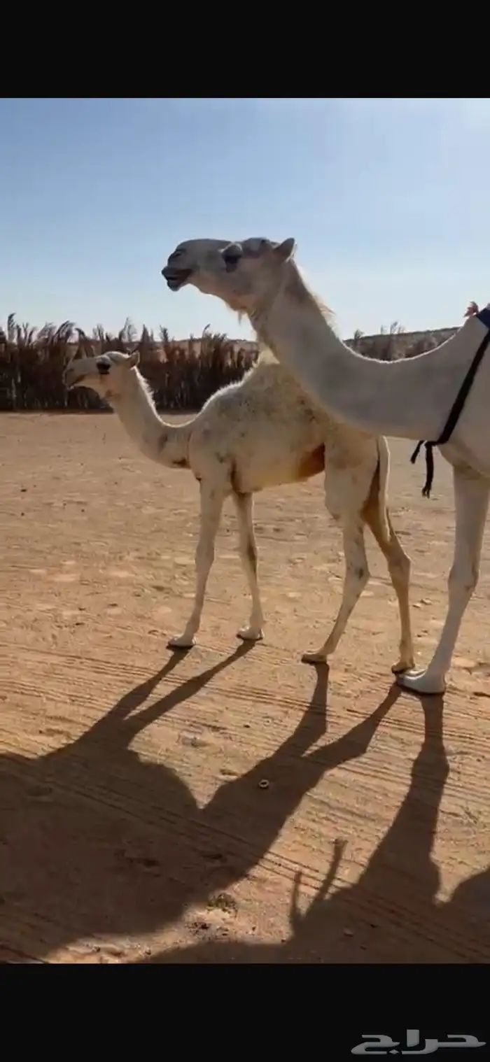 خلفه منيح طيبه 3