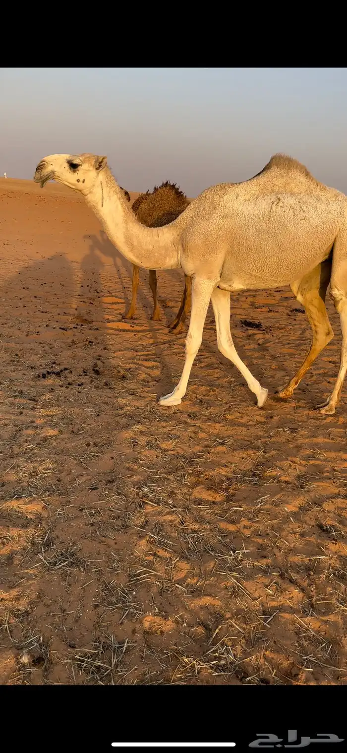 بكره مفروده باتليه للبيع 0