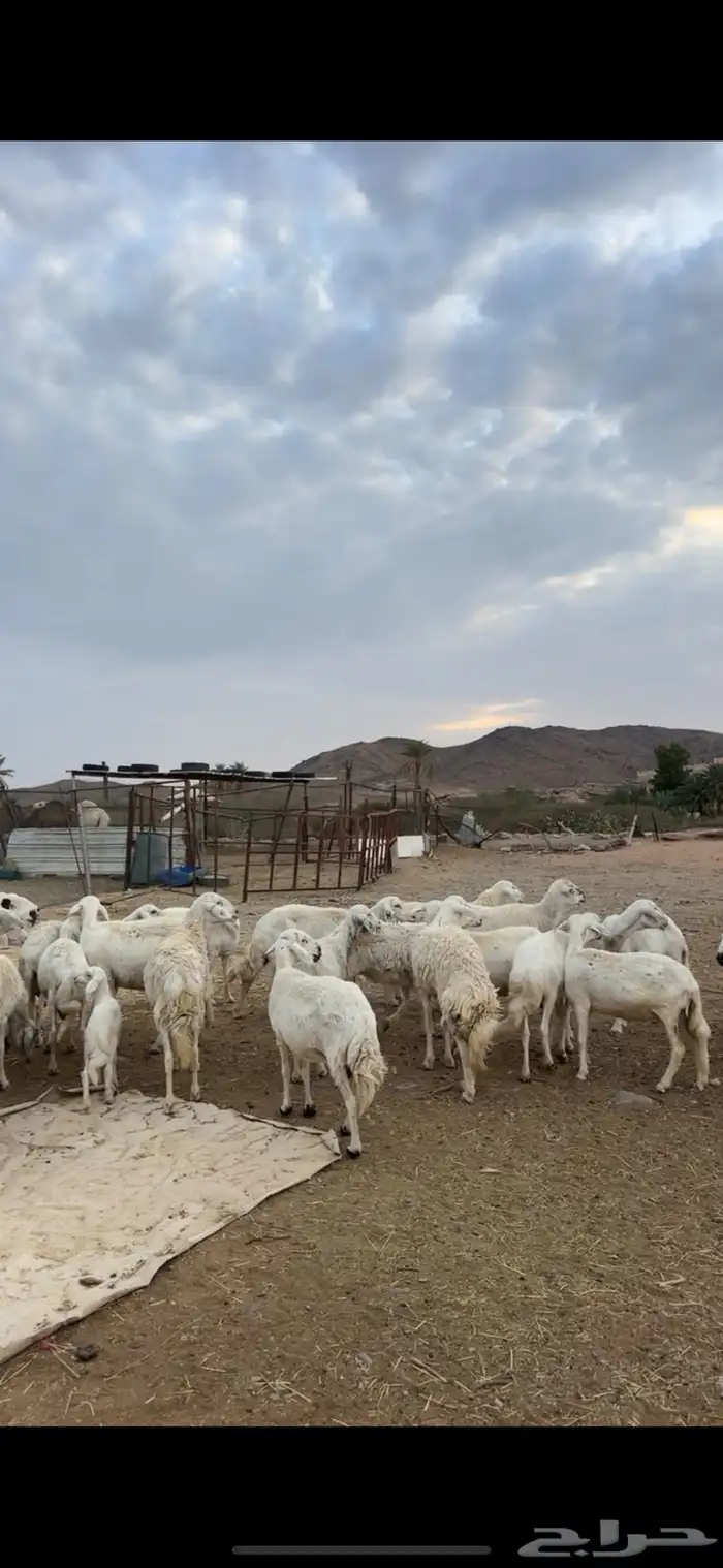 غنم مقاني مشروطه 2