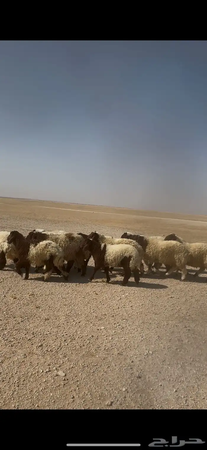 ذبايح فاخره 4