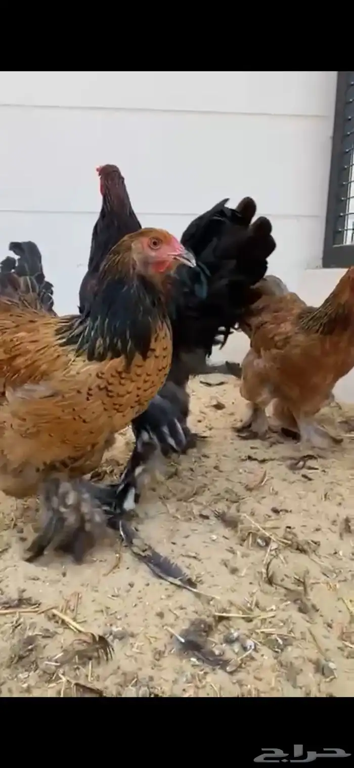 طقم دجاج البراهما 0