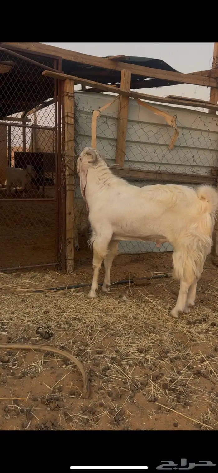 فحل مراح طيبه كفو 4