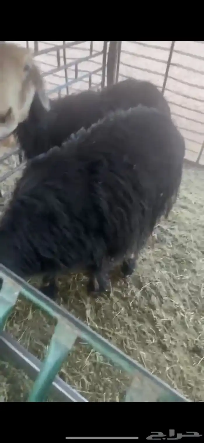 للبيع حيل تامات شبب فل الفل شحم ورخل جذعه فل الفل شحم وشرط 2