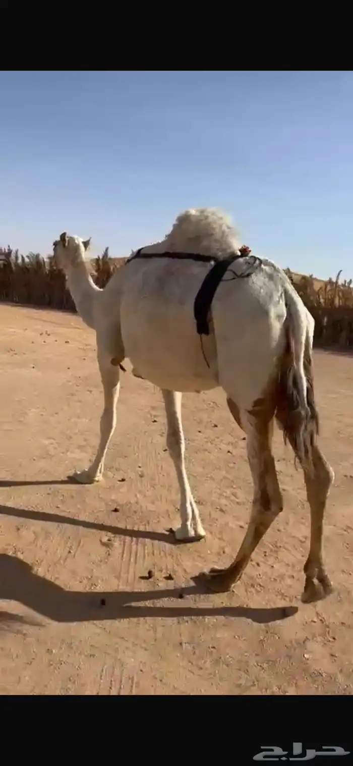 خلفه منيح طيبه 1