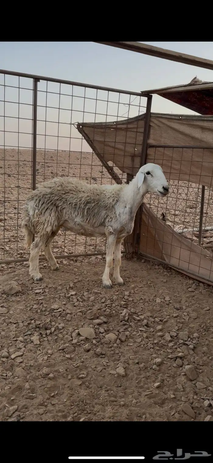 للبيع حريه حرشاا 1