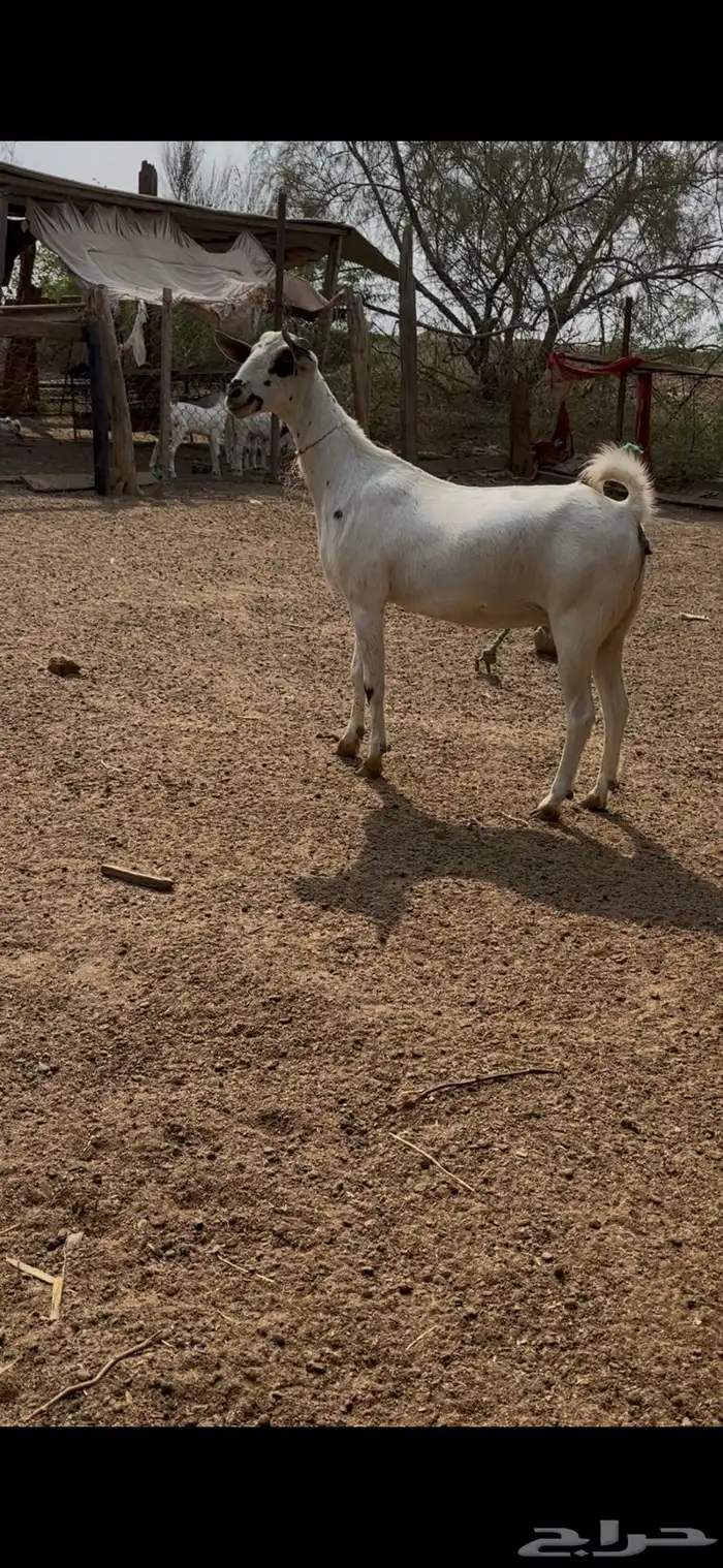 عنز بيشيه للبيع 0