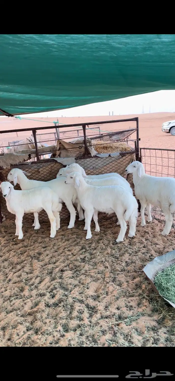 بهم حري فل الفل وفاخر 1