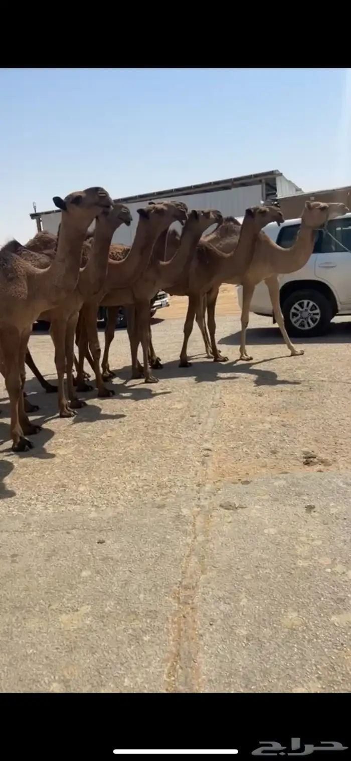 للبيع البكار الصفر العدد 7 0