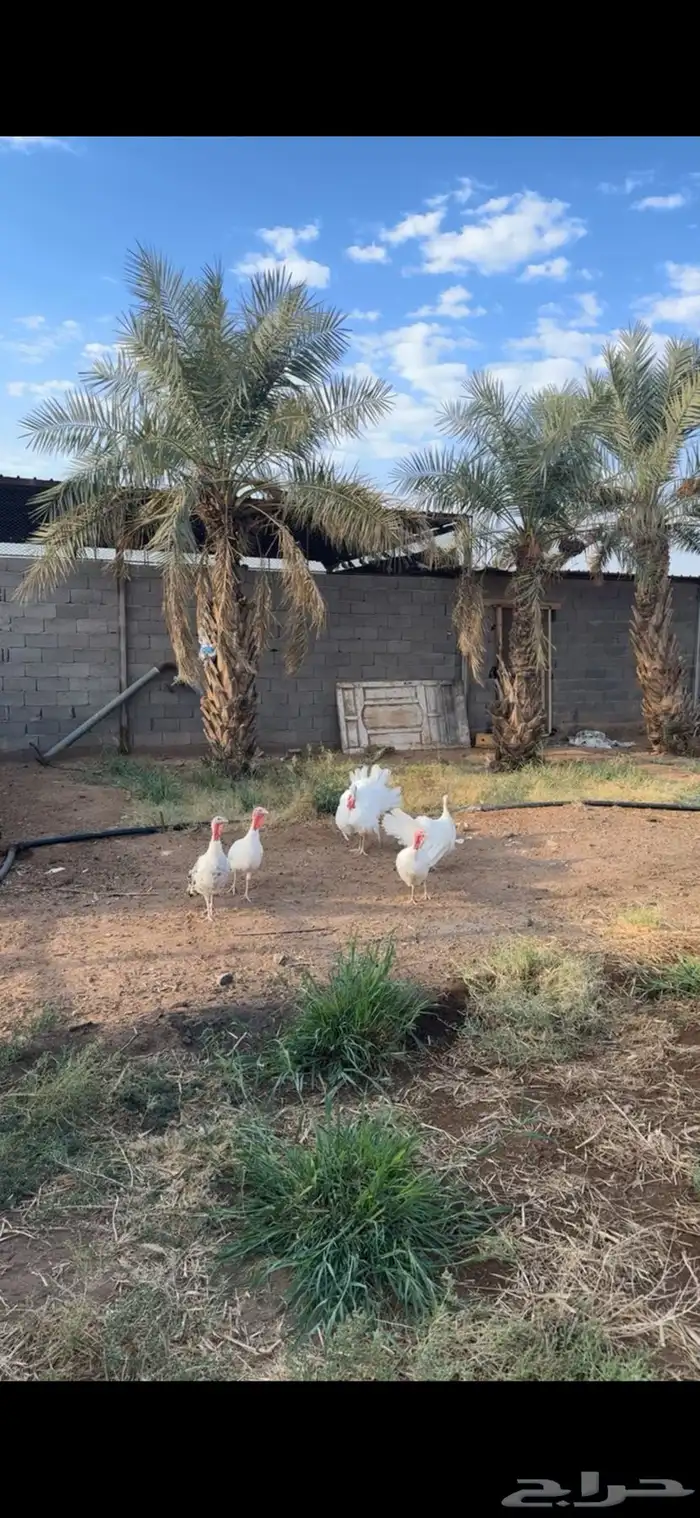 طقم رومي للبيع 4 وديك 0