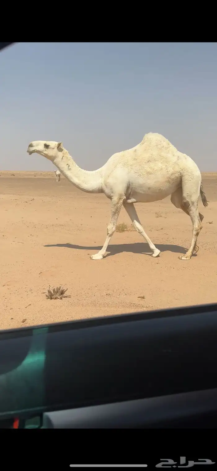 بكره كفو 0