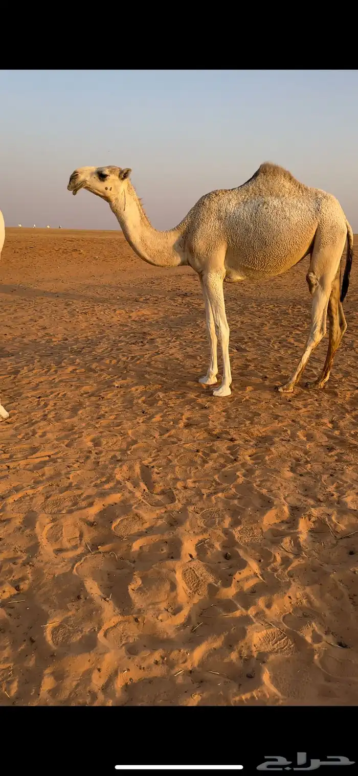 بكره مفروده باتليه للبيع 1