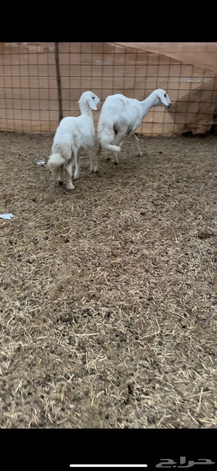 ثنيه تحتها رخل ذبيحه ودافع ورايم وديدها سليم(( تم البيع )) 2