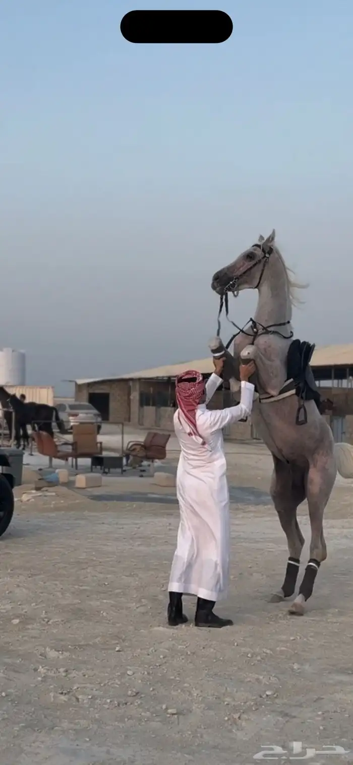 حصان شعبي 0