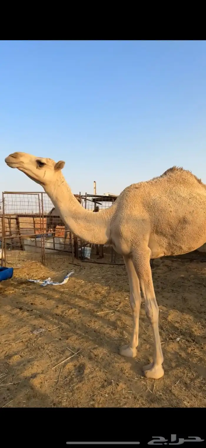 بكره حقه الي بيقني ولا بيذبح طيبه 0