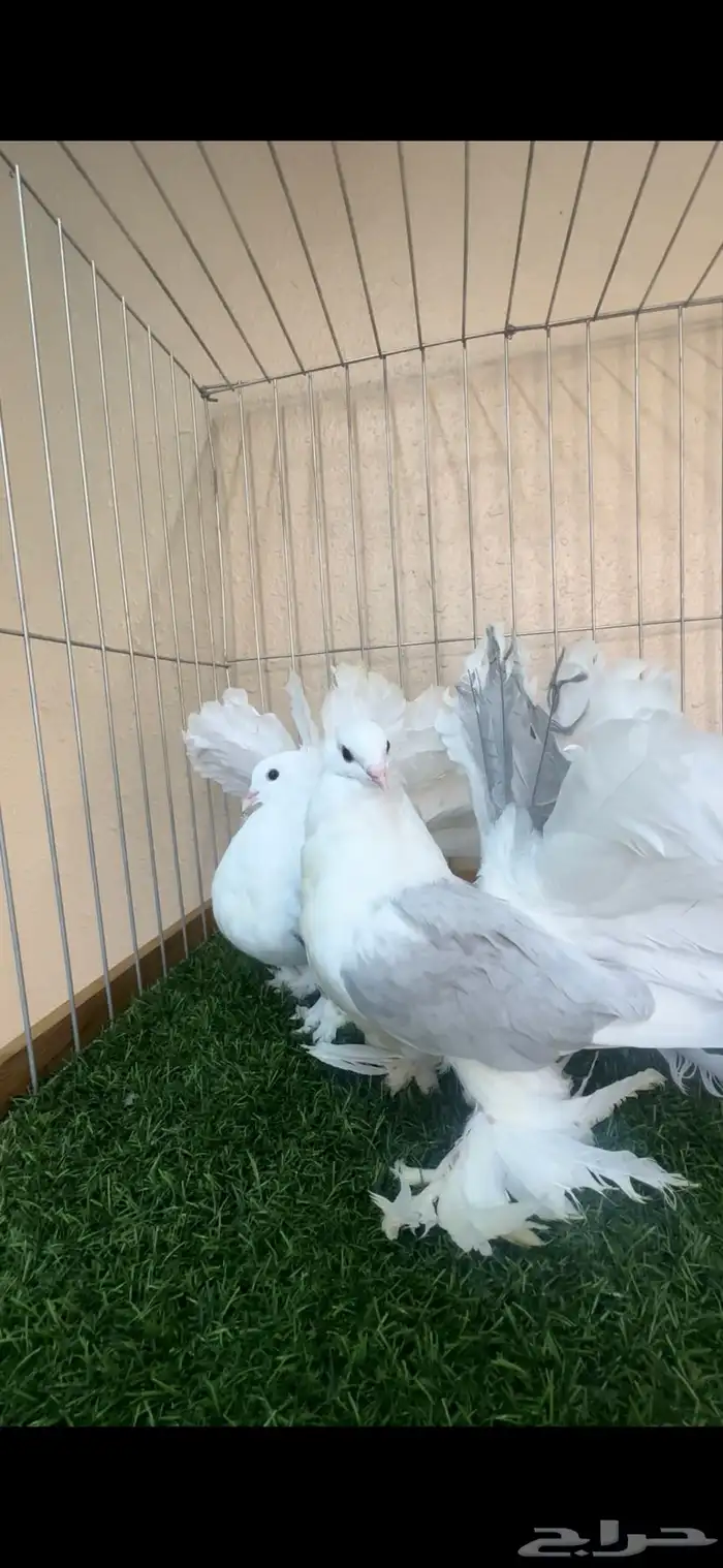 طبه رقاص امريكي 0