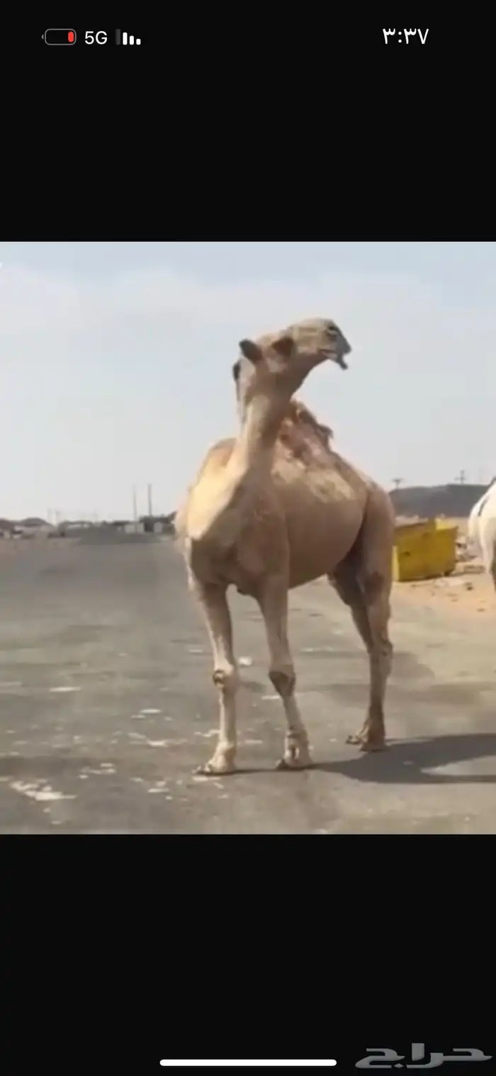 قعود اشعل رباع منتج 1