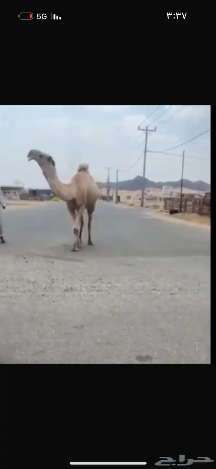 قعود اشعل رباع منتج 0