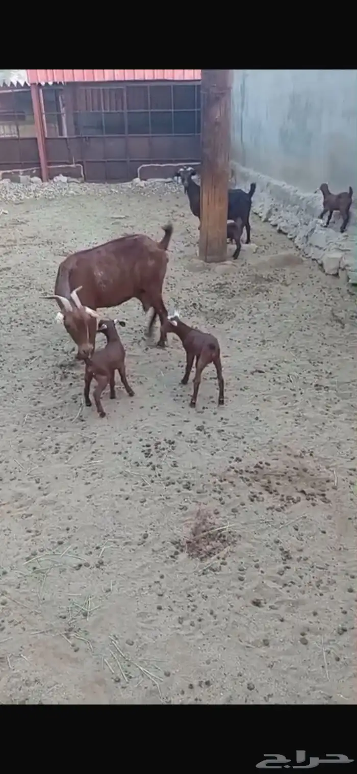 ماعز دهم مواليد متاومات 3