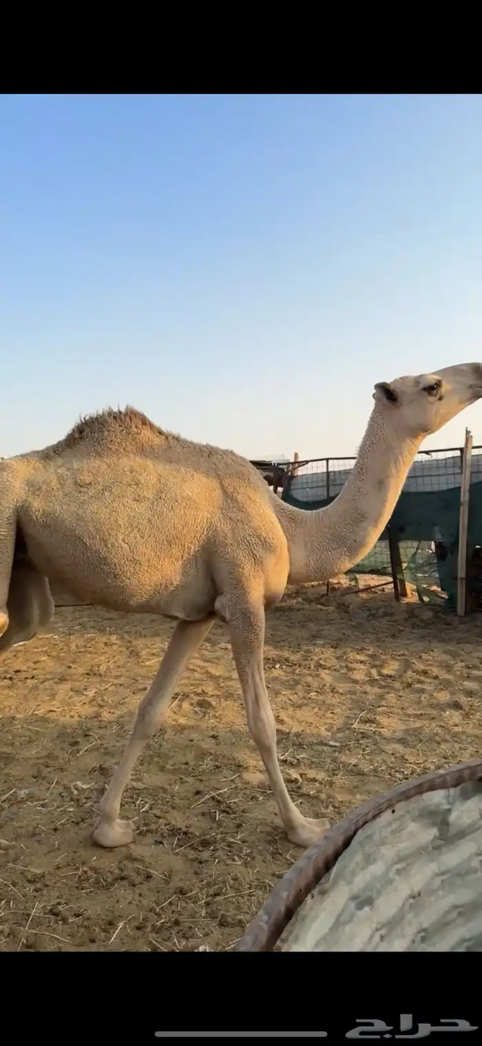 بكره حقه الي بيقني ولا بيذبح طيبه 2