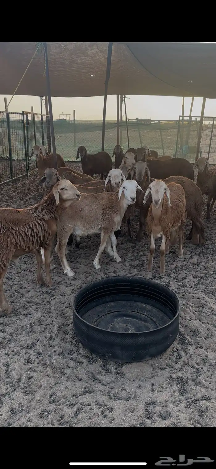 سواكن للبيع 4