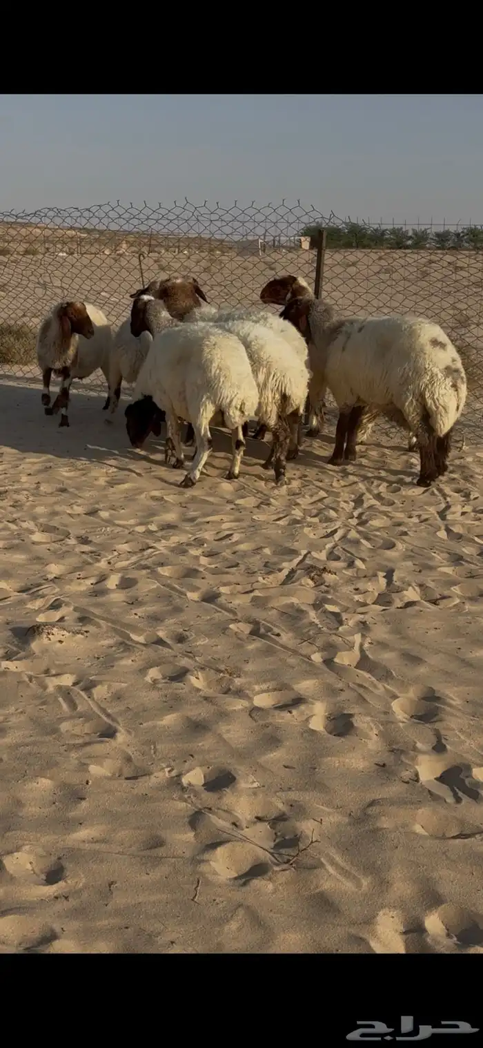 غنم نعيم مقنوي 0