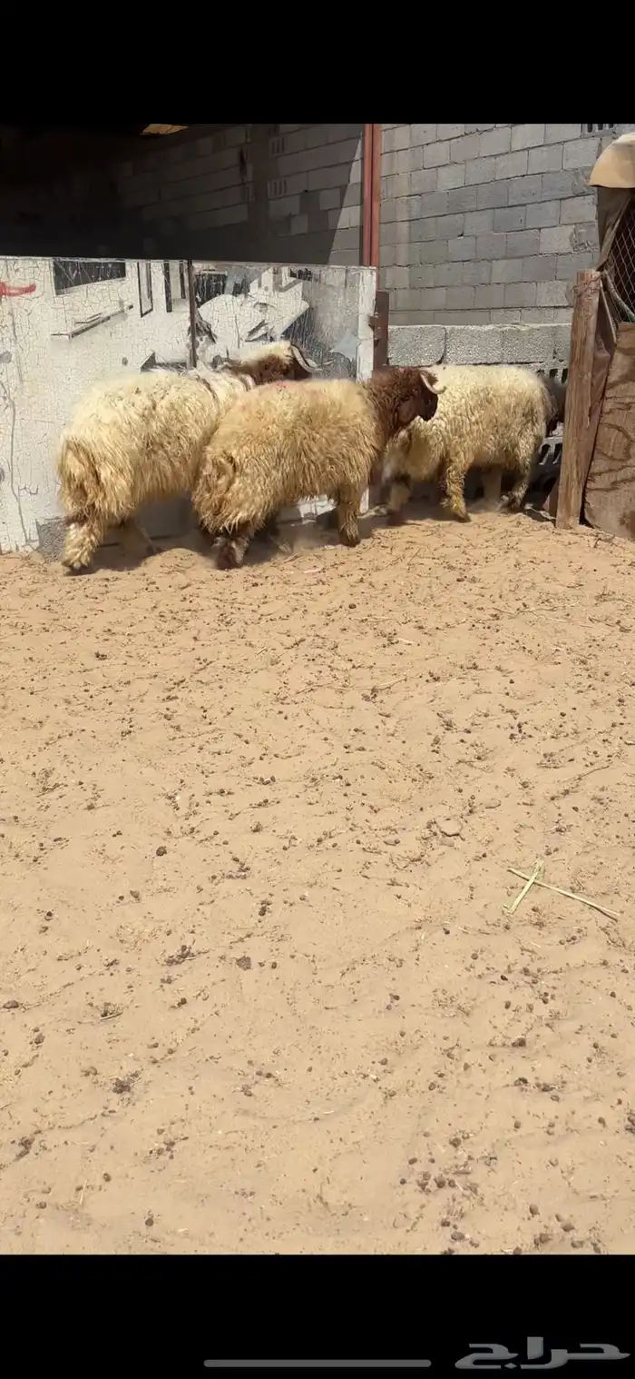 جذعان نعيم بلدي 0