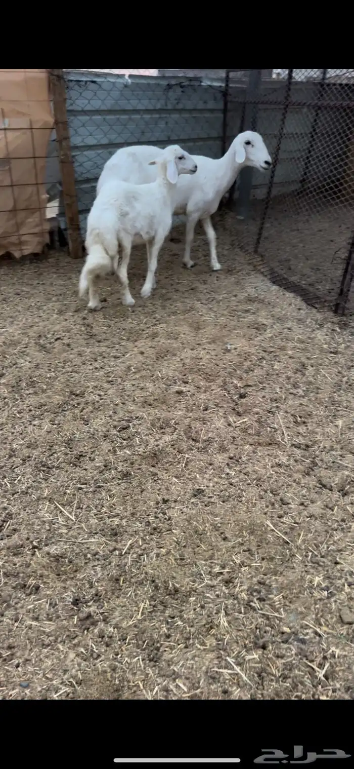 ثنيه تحتها رخل ذبيحه ودافع ورايم وديدها سليم(( تم البيع )) 1