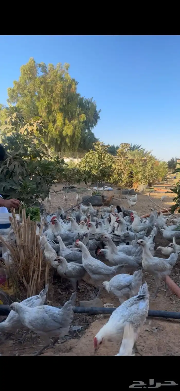 للبيع دجاج ألمنيوم 0