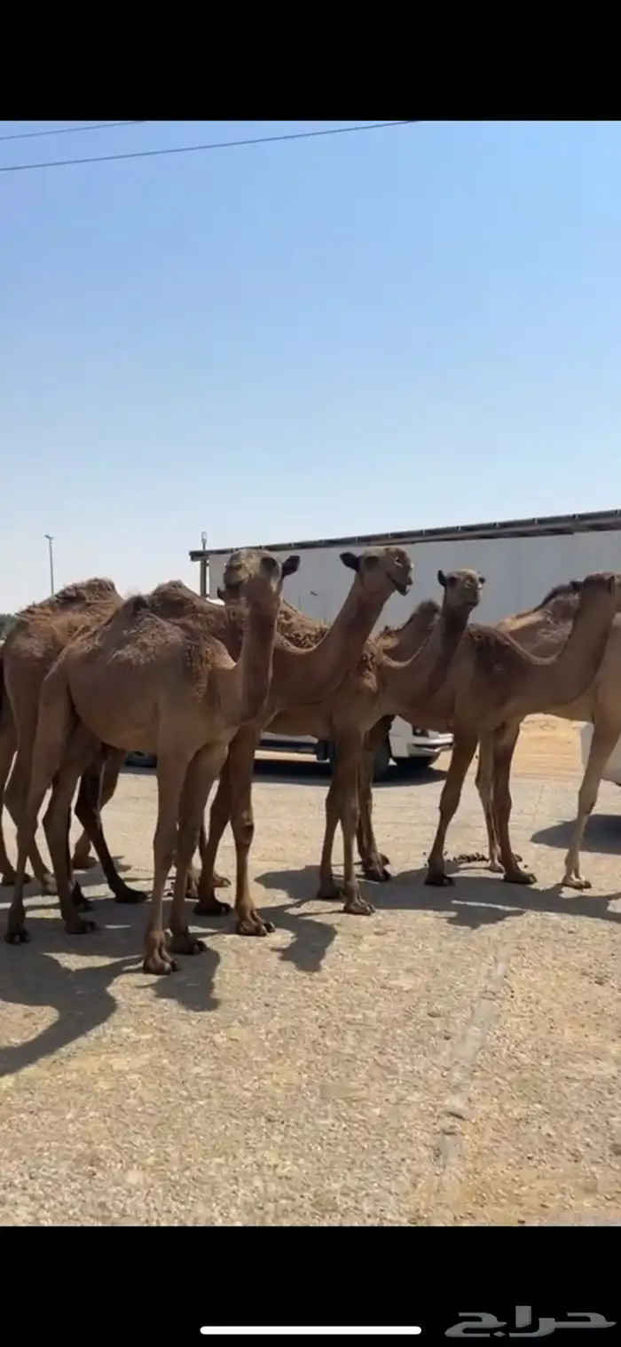 للبيع البكار الصفر العدد 7 1