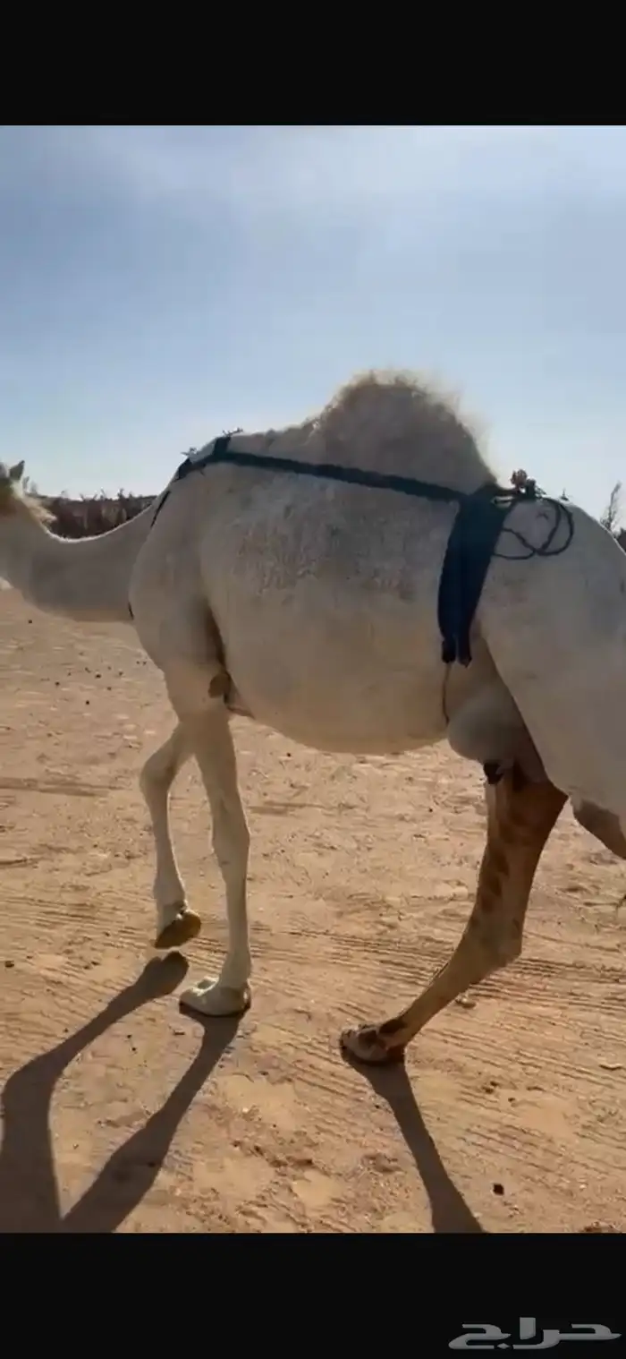 خلفه منيح طيبه 5