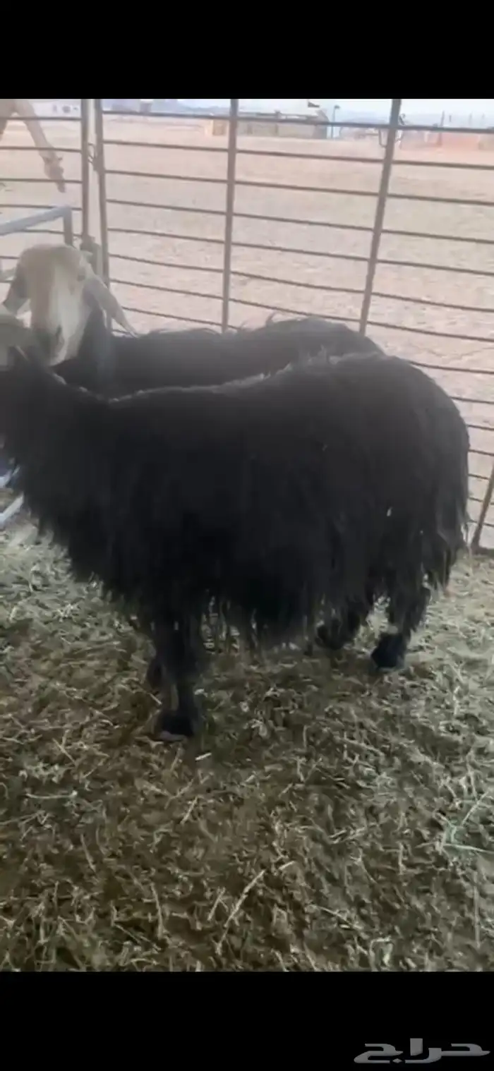 للبيع حيل تامات شبب فل الفل شحم ورخل جذعه فل الفل شحم وشرط 0