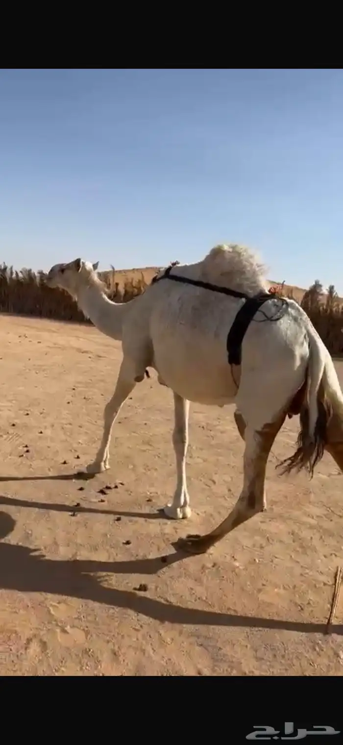 خلفه منيح طيبه 0