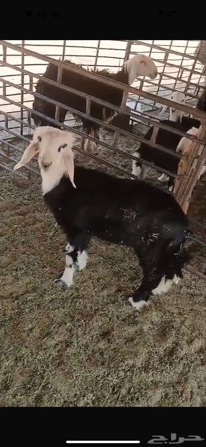 للبيع حيل تامات شبب فل الفل شحم ورخل جذعه فل الفل شحم وشرط 13