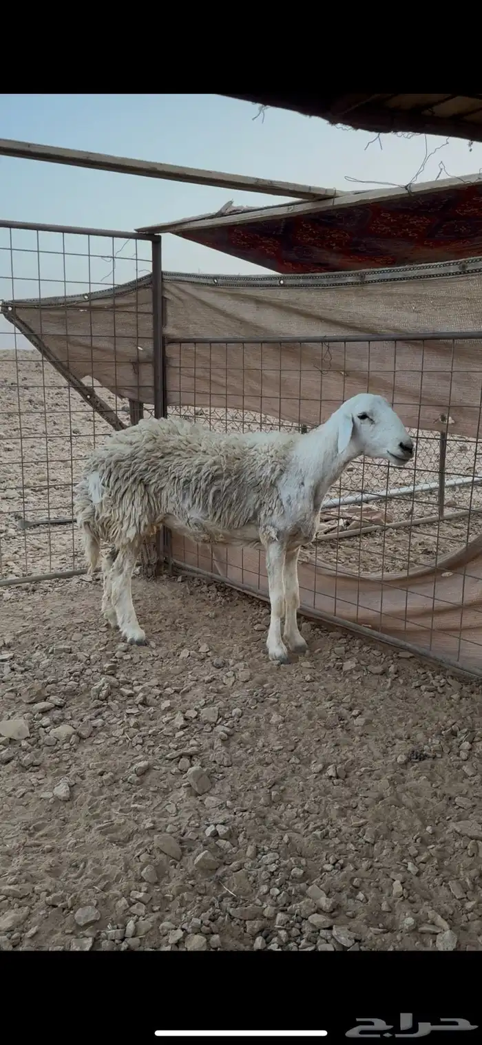 للبيع حريه حرشاا 0