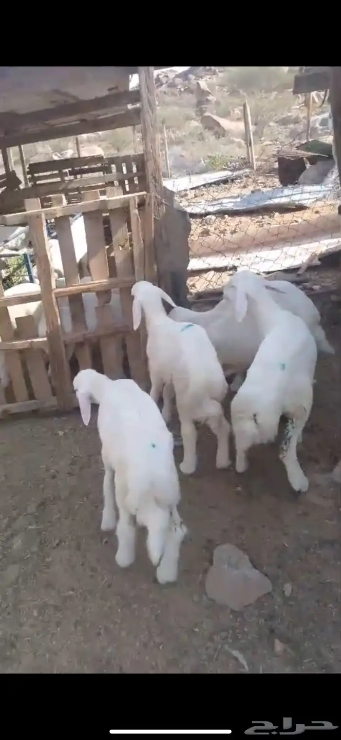 بهم كفوو عدد 5 شعره وحده 3