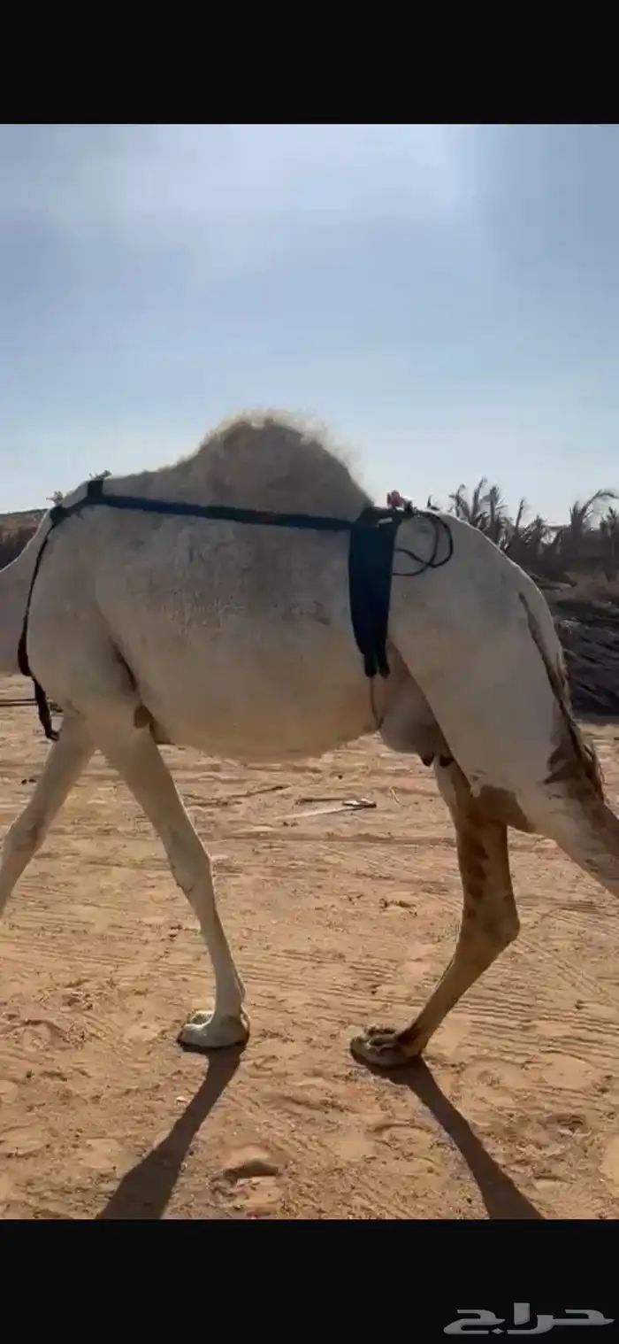 خلفه منيح طيبه 9