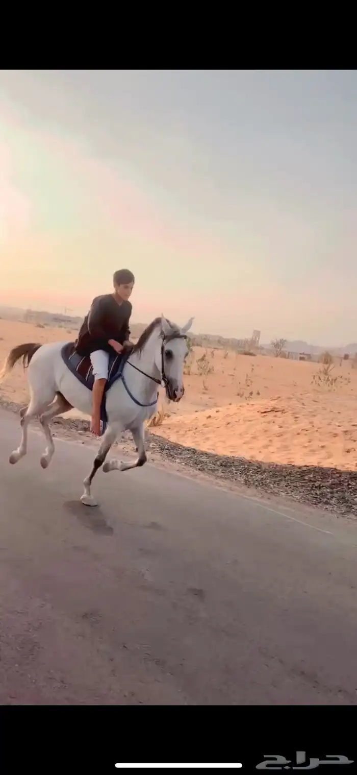 فرس شعبيه طيبة 2