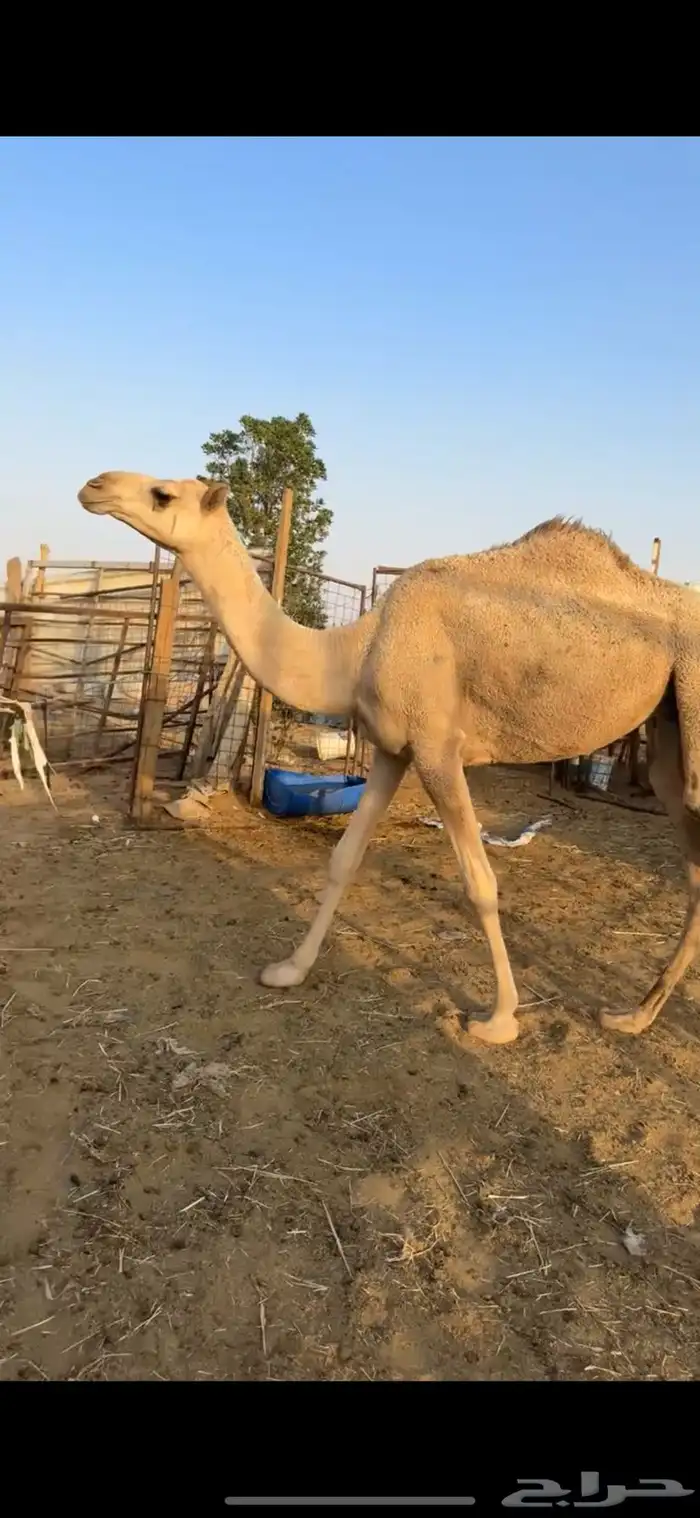بكره حقه الي بيقني ولا بيذبح طيبه 3