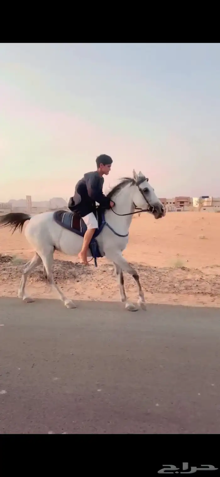 فرس شعبيه طيبة 3
