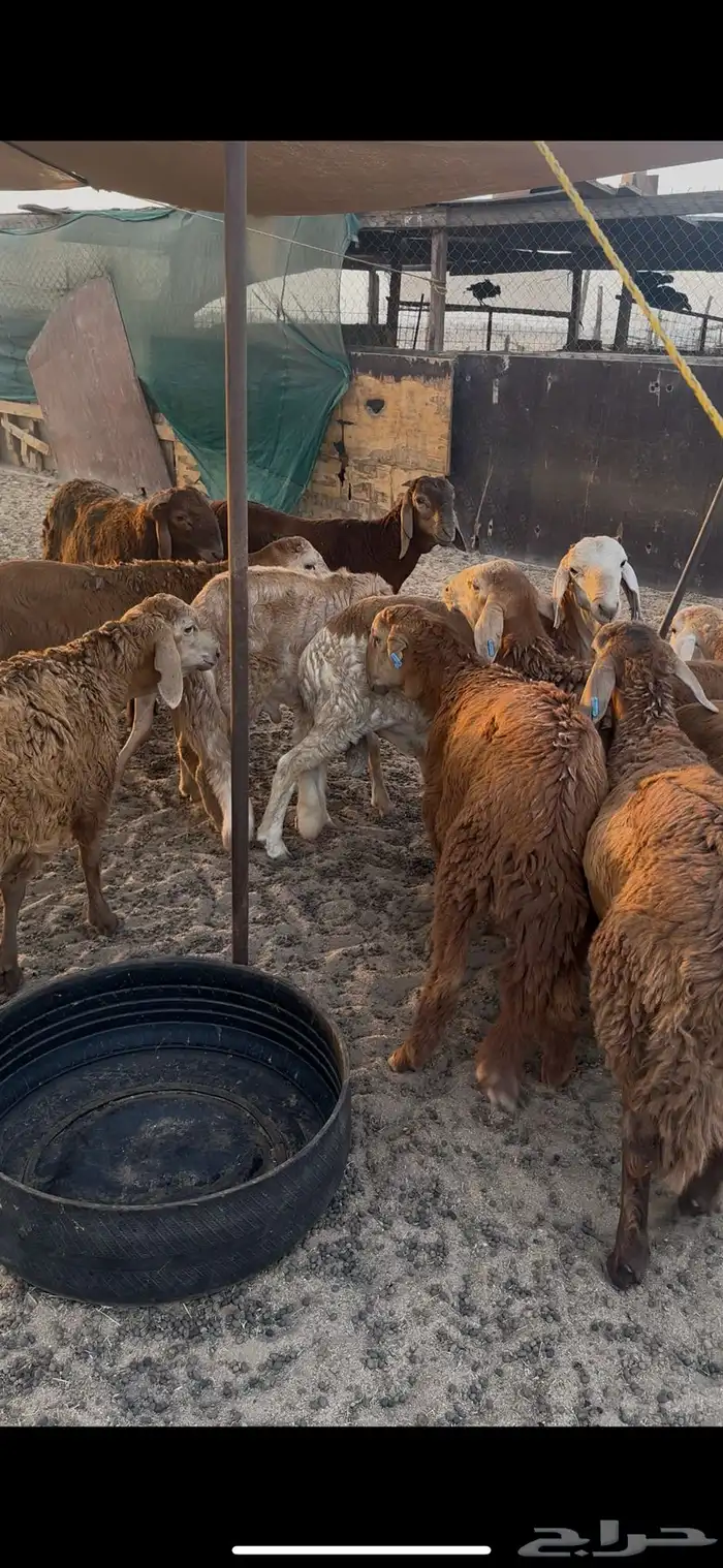 سواكن للبيع 1