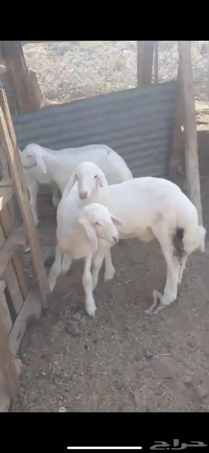 بهم كفوو عدد 5 شعره وحده 0